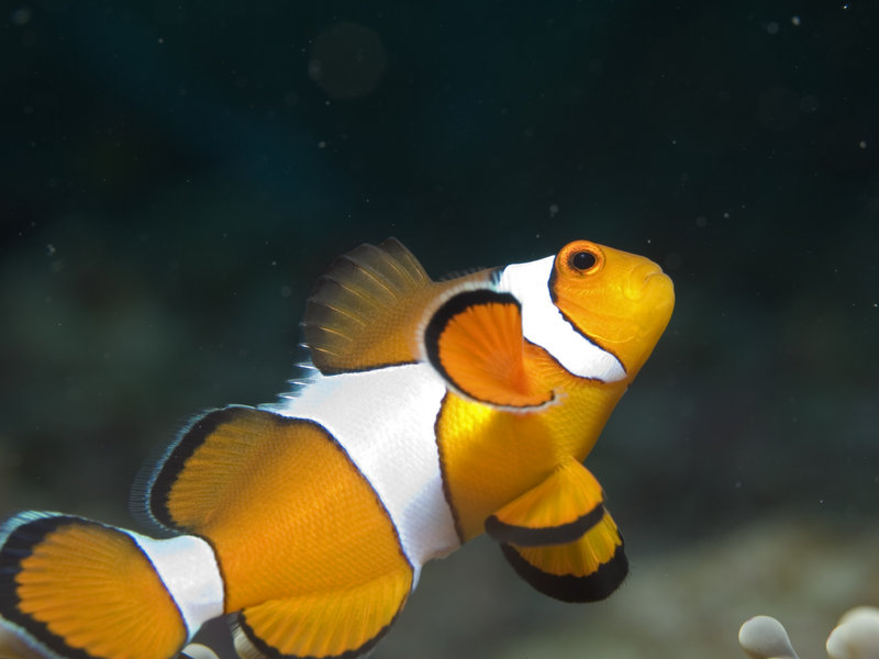 Clown Fish, Ko Ha